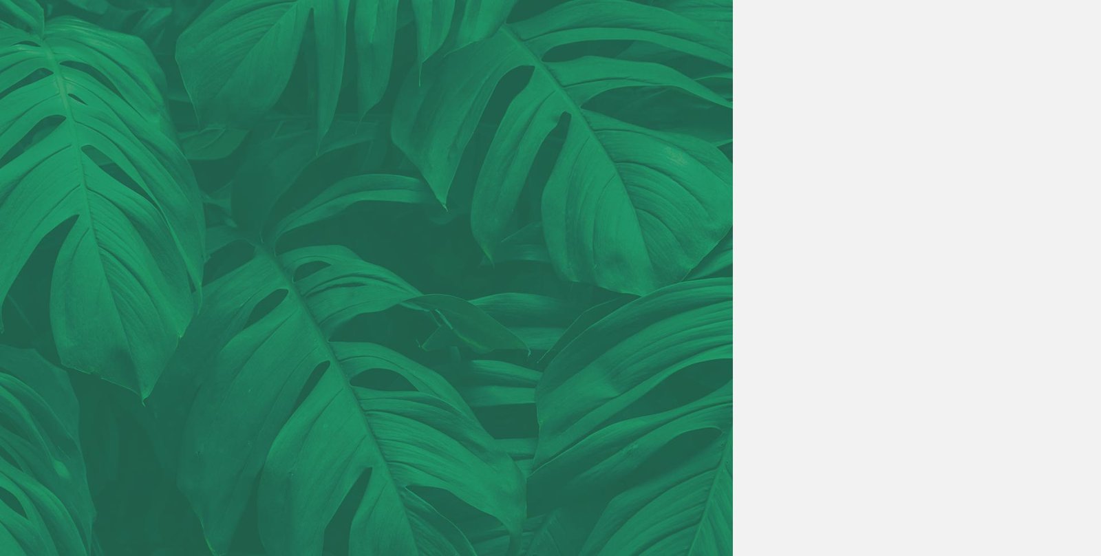 yoga3-section-bg-leaf